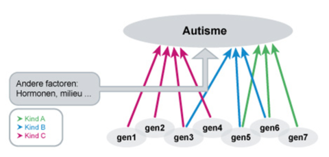 Verschillende combinaties van genen kunnen tot autisme leiden, eventueel in interactie met andere factoren